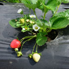 Kebun Strawberry Kebun Strawberry
