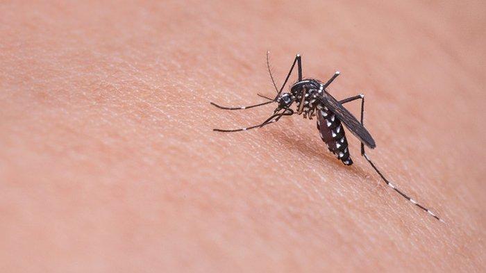 4 Cara Sederhana Untuk Mengusir Nyamuk, Semprotan Bawang hingga Tanaman Pengusir Nyamuk