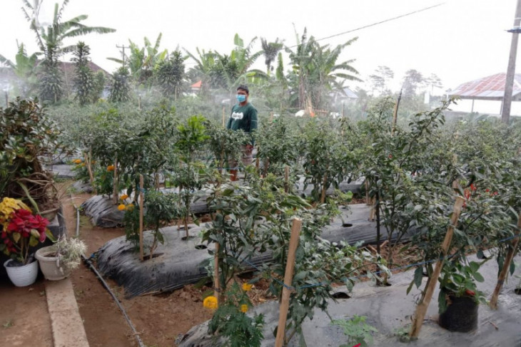 PLN Bali ajak Petani Modern manfaatkan Listrik tekan Biaya Produksi